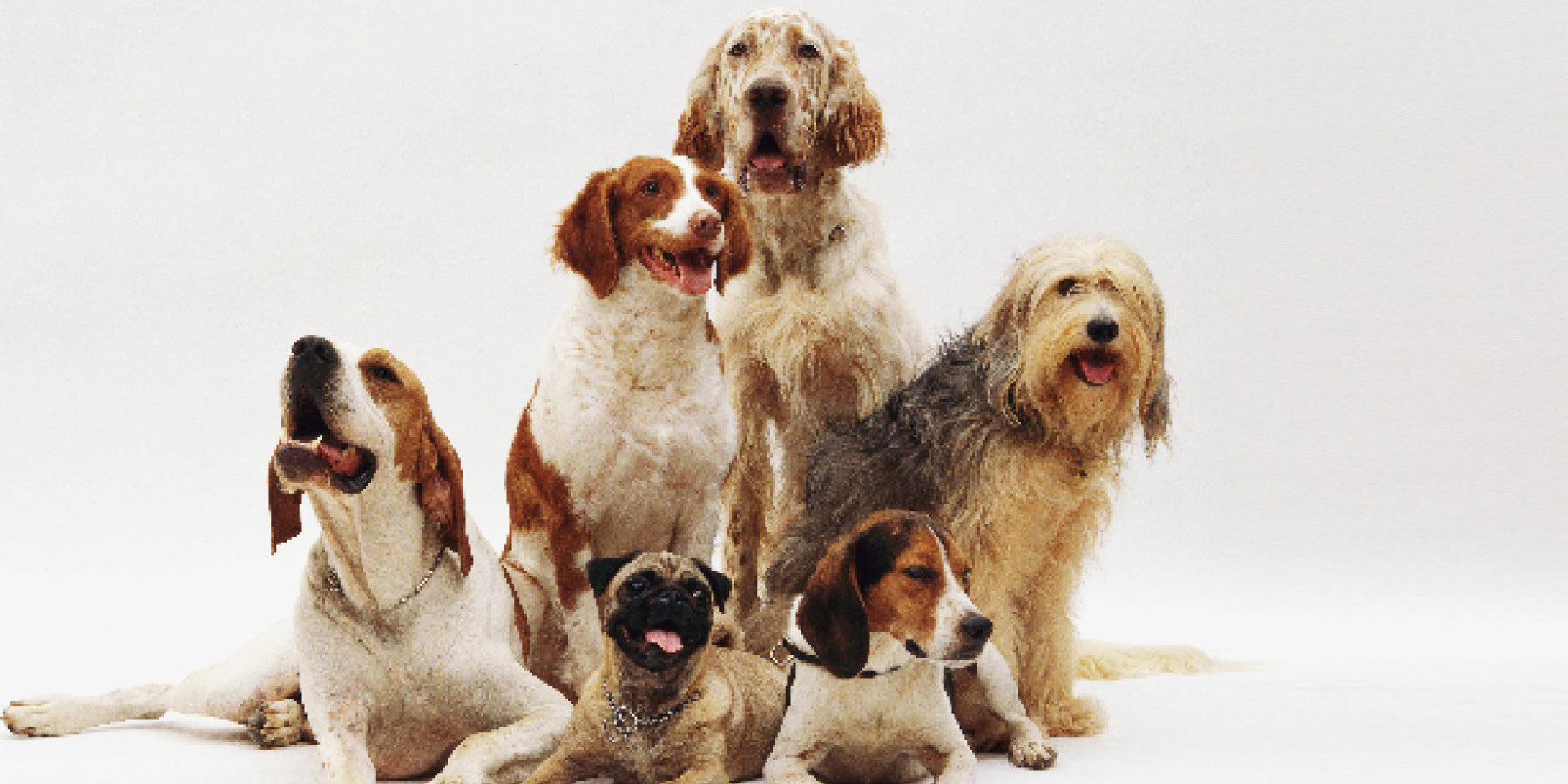 The Top 10 Most Popular Dog Breeds in the World