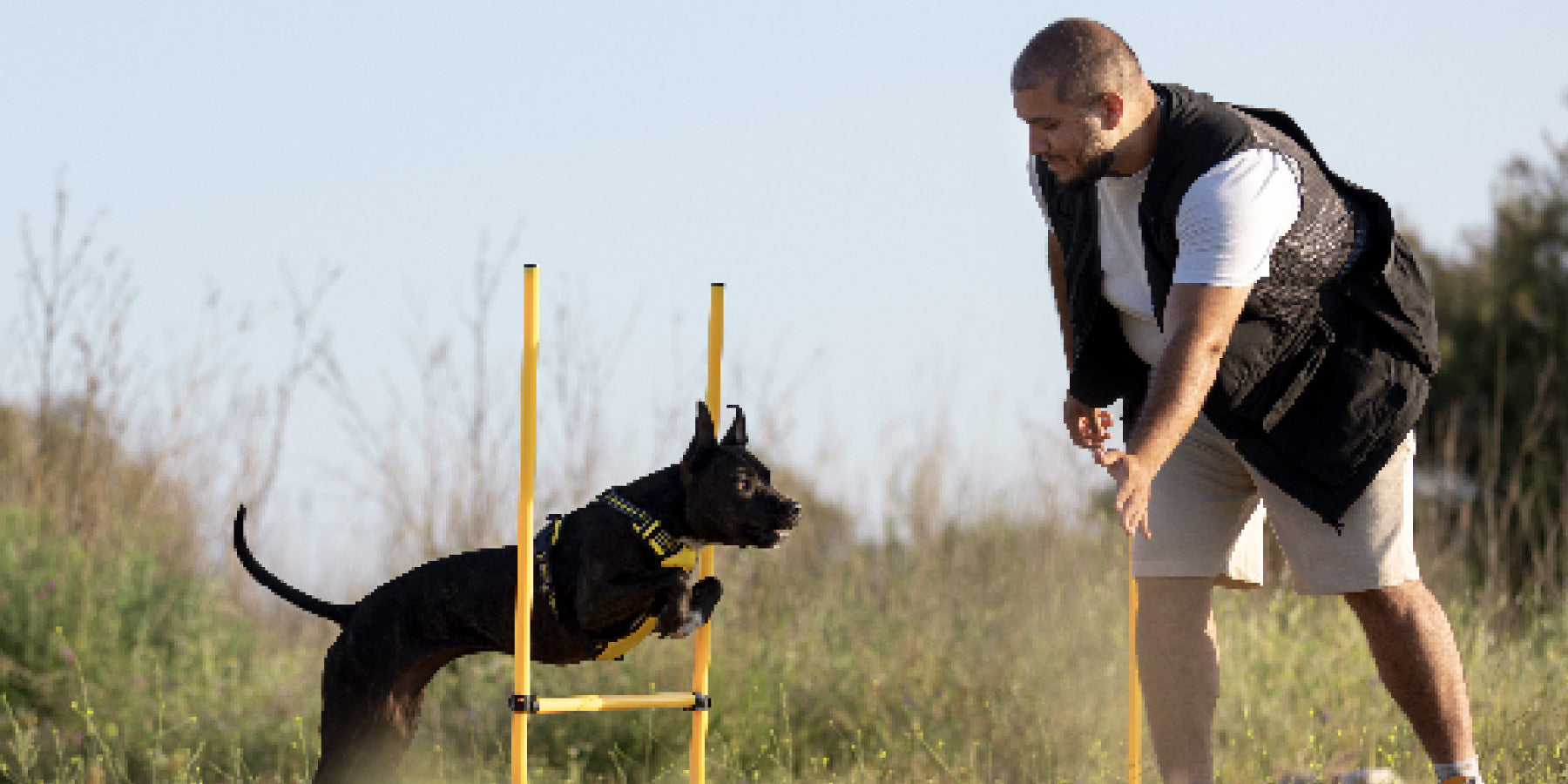 The Benefits of Training Your Dog: From Obedience to Agility