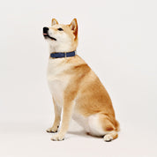 Shiba Inu Wearing Premium Navy Leather Dog Collar