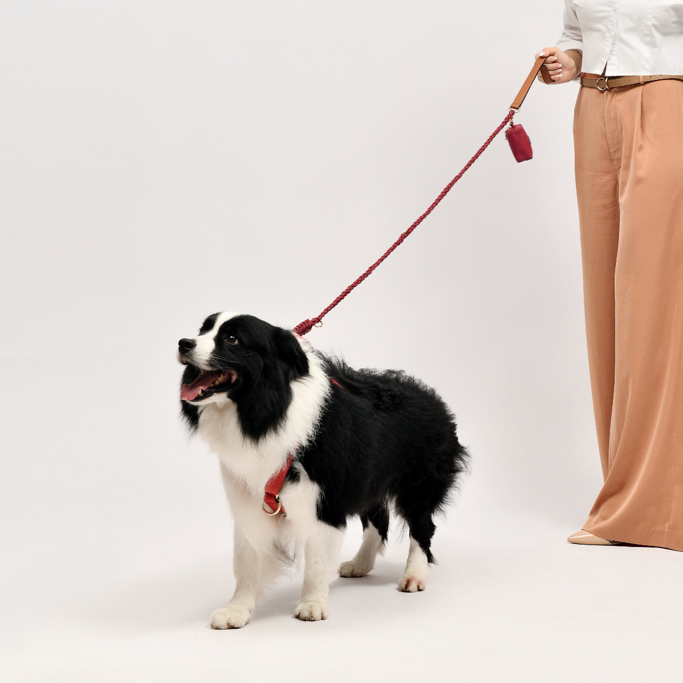 Elegant Lady Dog Walking with Border Collie in Premium Leather Dog Harness and Leash