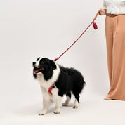 Elegant Lady Dog Walking with Border Collie in Premium Red Leather Harness and Leash