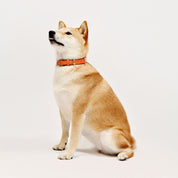 Shiba Inu Wearing Premium Saffron Orange Leather Dog Collar