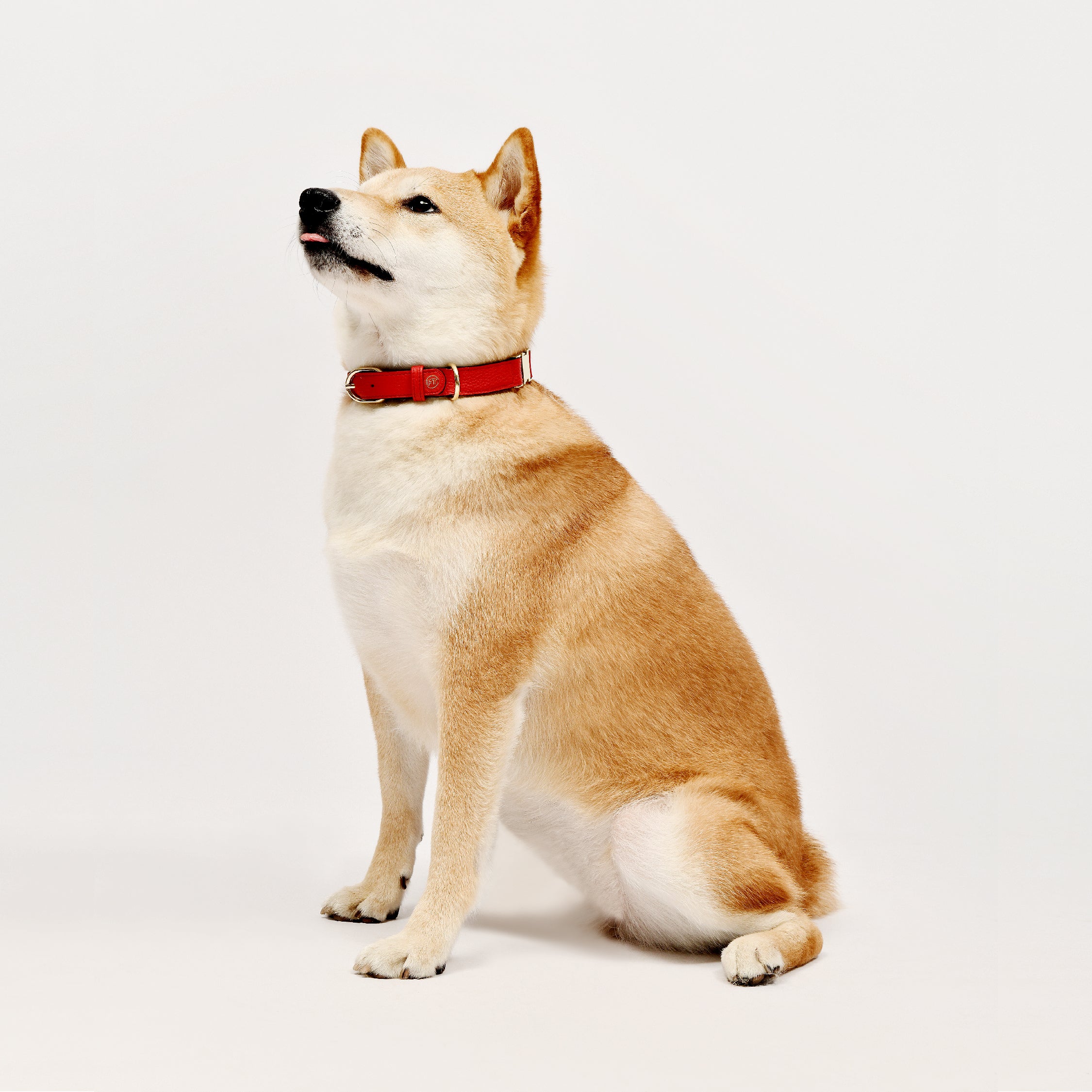 Shiba Inu Wearing Premium Red Leather Dog Collar